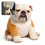 A charming bulldog lounges on a dark gray couch looking slightly grumpy but adorable, with a cozy indoor setting featuring a door, light switches, and a wooden cabinet in the background.
