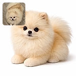 A fluffy cream Pomeranian stares up like a tiny, regal marshmallow — button eyes, a little black nose, and enough fur to build a blanket. The wood floor provides a minimalist runway for this pint-sized superstar.