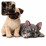 A cozy chaos scene: a snoozing Frenchie is sprawled like a wrinkled loaf while a second dog leans in to photobomb with a blurred, inquisitive face and a helpful human hand. The bedroom backdrop (blanket, wheelchair, door and scattered clothes) completes the low-light, affectionate mess.