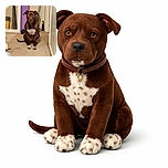 A serious-looking brown dog with white patches sits patiently in a somewhat cluttered indoor space, surrounded by household items like a broom, a purple yoga mat, and storage bins, giving off a vibe of quiet domestic vigilance.