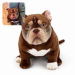 A very serious-looking bulldog stares into the camera with enormous round eyes, as if personally offended that dinner is late. Its wrinkly caramel-and-chocolate face and white chest patch steal the spotlight while it sits proudly on a wooden floor beside a doorway.