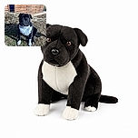 A handsome black-and-white dog sits proudly in the yard, staring into the camera like the neighborhood security chief taking a very serious lunch break. Behind him are a rustic wooden wall, tangled branches, and sunlit grass.