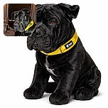 A solemn black dog wearing a bright yellow collar sits on a couch in a cozy room with dim lighting and a window covered by blinds and curtains. The dog's shiny coat and expressive face capture a moment of quiet contemplation.