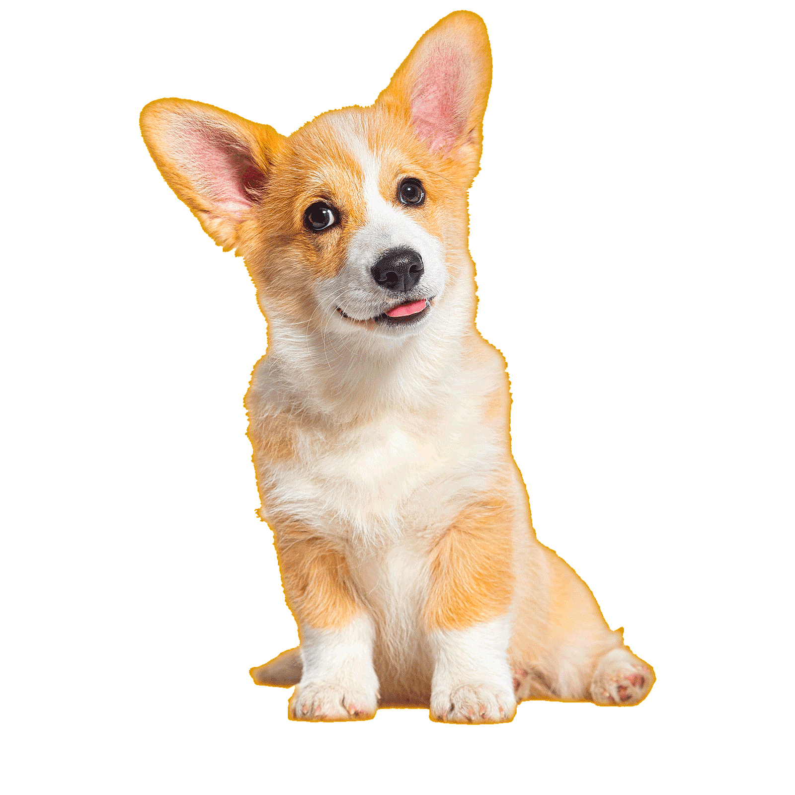 Is your dog the cutest? Join for free and win up to $5,000!