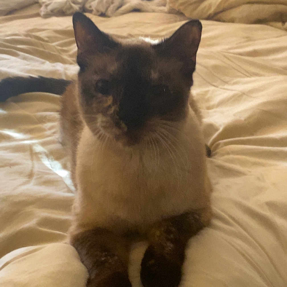 Jay joined the competition — help win amazing prizes! cat, siamese_cat, bed, pillow, furniture, indoor, pet, animal, fur, whiskers, ears, tail, relaxed, domestic, mammal, cozy, resting, sleepy, comfort, light