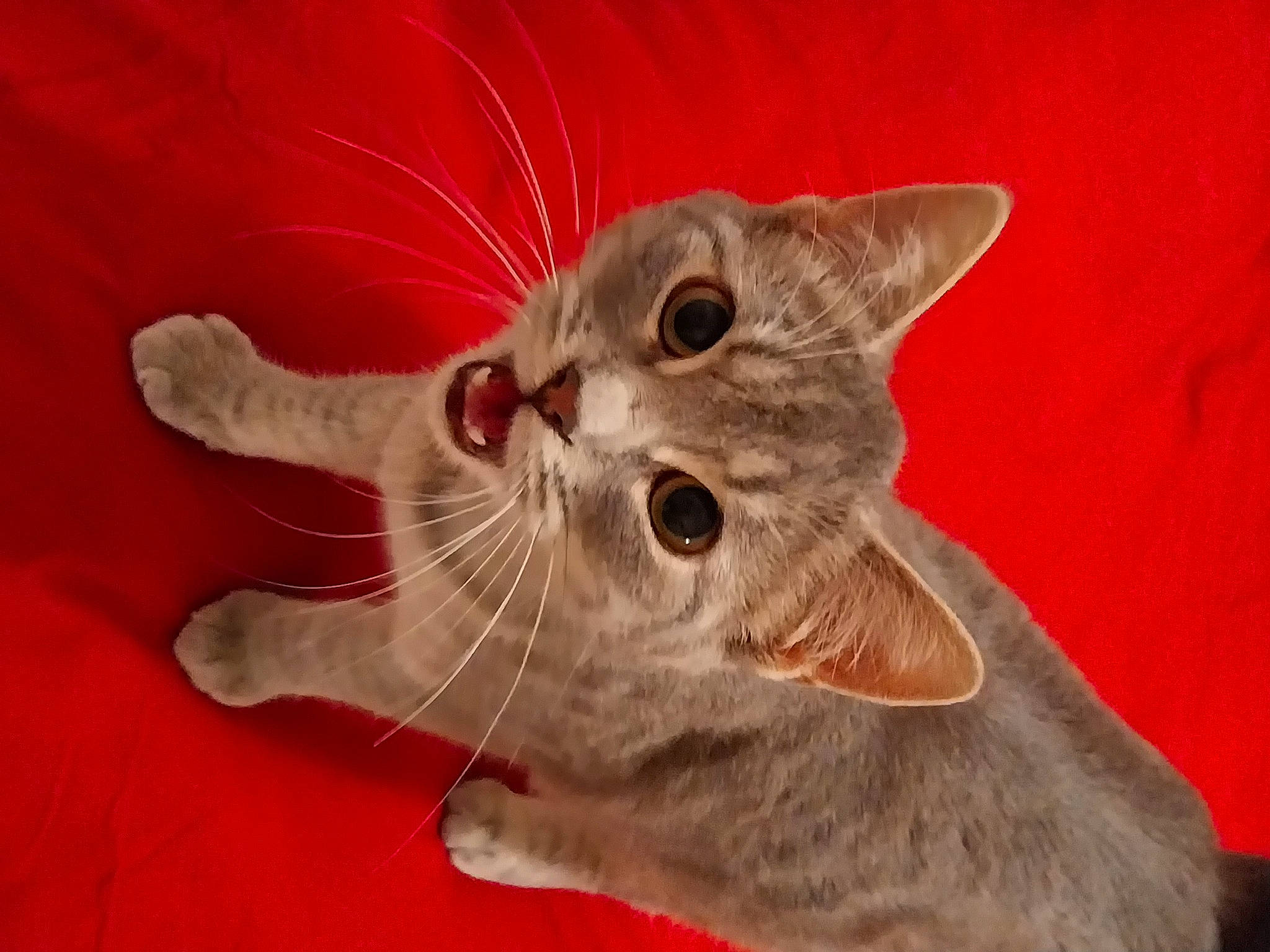 Lilou a rejoint le concours — aidez-le/la à gagner de superbes lots ! carnivore, cat, cat_toy, claw, domestic_short_haired_cat, ear, fang, felidae, fur, gesture, paw, small_to_medium_sized_cats, tail, whiskers