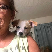 Beans joined the competition — help win amazing prizes! puppy, dog, pet, animal, portrait, selfie, person, woman, glasses, shoulder, white_and_brown, floppy_ears, sleepy, face, indoors, home, curtains, shirt, close_up, companion