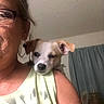 puppy, dog, pet, animal, portrait, selfie, person, woman, glasses, shoulder, white_and_brown, floppy_ears, sleepy, face, indoors, home, curtains, shirt, close_up, companion