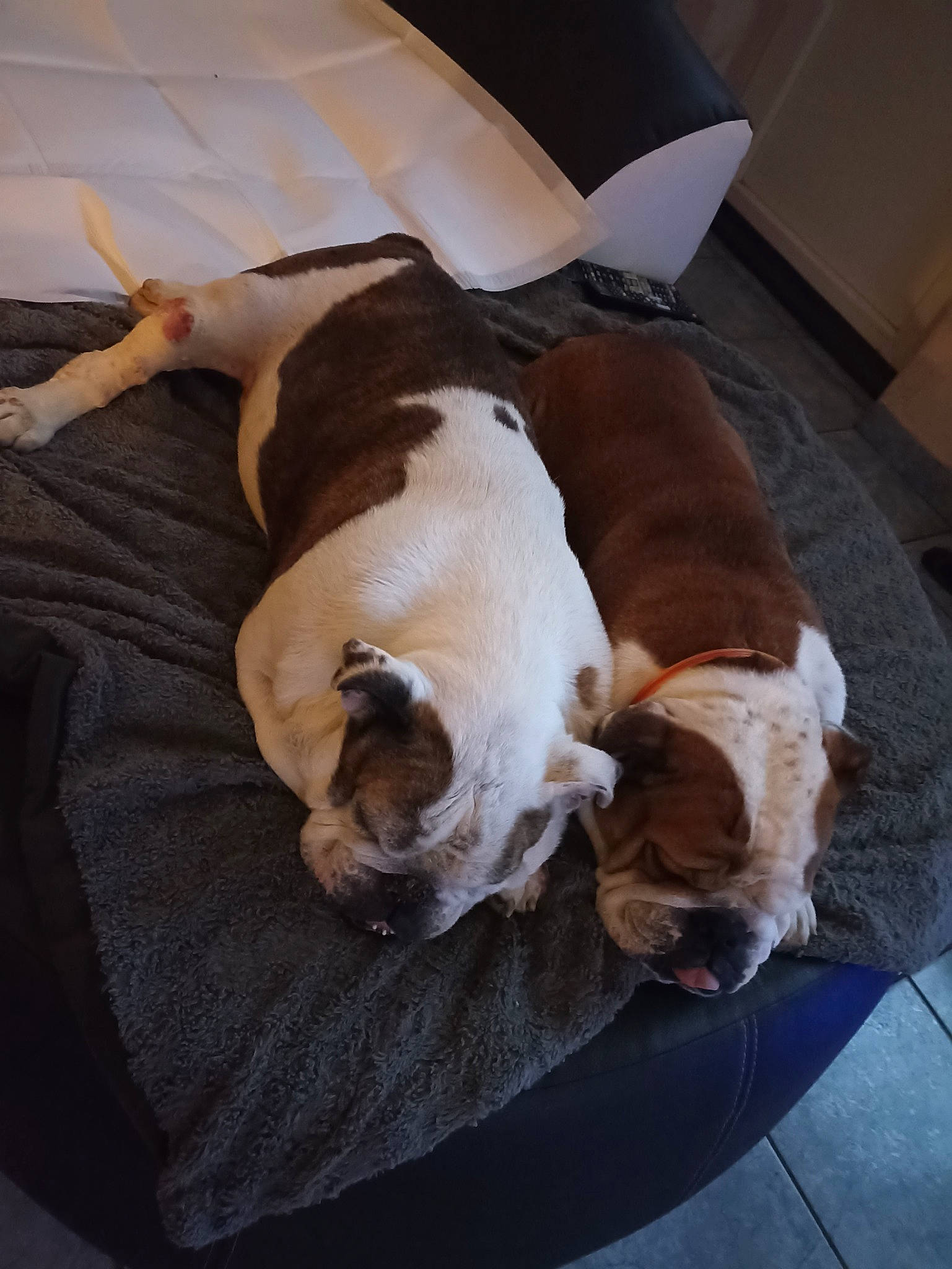 Maya Et Jb participe au concours pour gagner de l'argent avec cette photo : canidae, carnivore, comfort, companion_dog, couch, dog, dog_bed, dog_breed, fawn, flooring, fur, hardwood, linens, paw, pet_supply, snout, sporting_group, tail, wood, working_animal