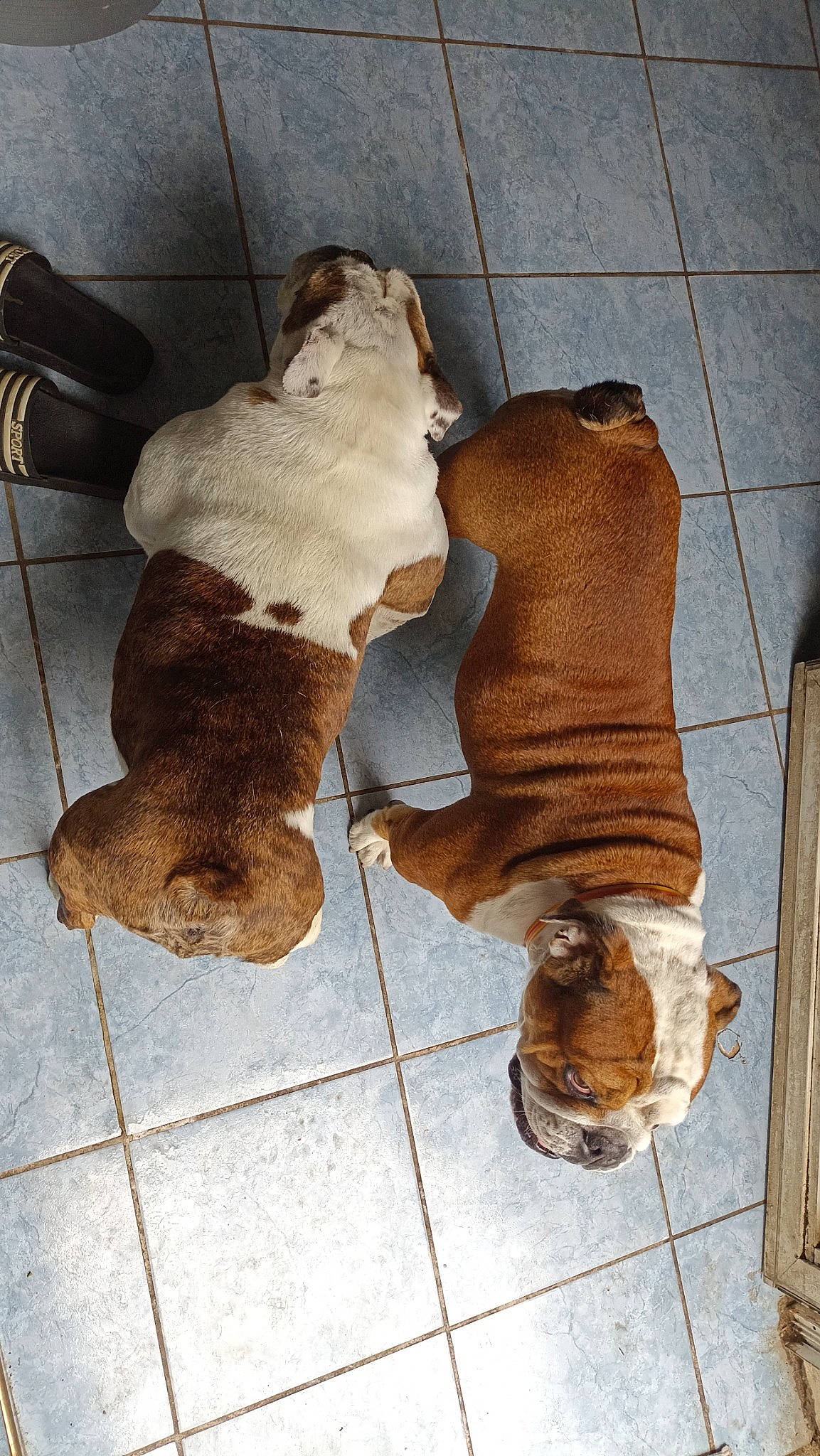 Maya Et Jb participe au concours pour gagner de l'argent avec cette photo : canidae, carnivore, companion_dog, dog, dog_breed, fawn, felidae, floor, flooring, fur, hardwood, human_leg, liver, pet_supply, small_to_medium_sized_cats, snout, sporting_group, tail, wood, working_animal