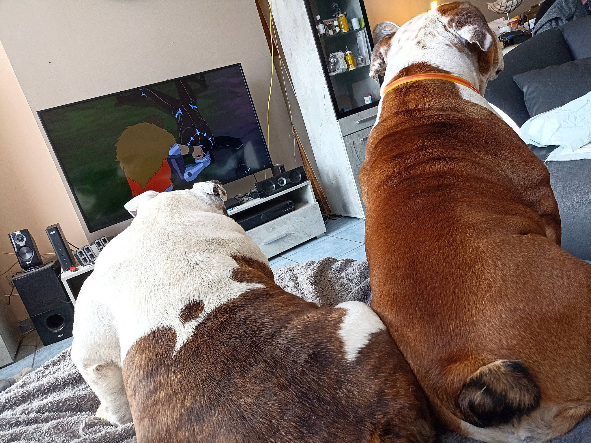 Maya Et Jb participe au concours pour gagner de l'argent avec cette photo : canidae, carnivore, chair, comfort, companion_dog, couch, dog, dog_breed, fawn, flooring, fur, hardwood, human_leg, linens, liver, snout, sporting_group, tail, wood, working_animal