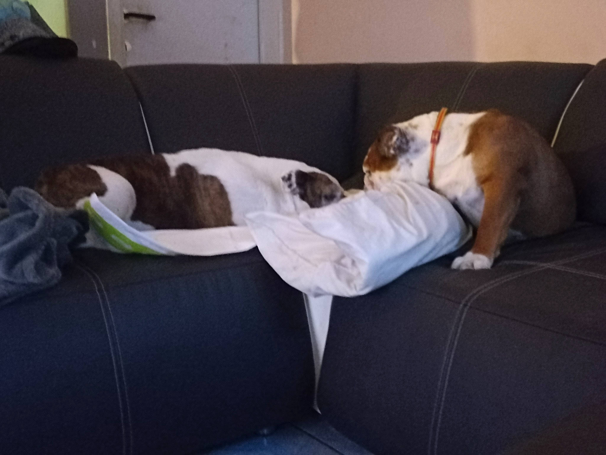 Maya Et Jb a rejoint le concours — aidez-le/la à gagner de superbes lots ! canidae, carnivore, comfort, companion_dog, couch, dog, dog_breed, dog_supply, fawn, felidae, flooring, fur, hardwood, linens, living_room, sofa_bed, sporting_group, studio_couch, tail, wood