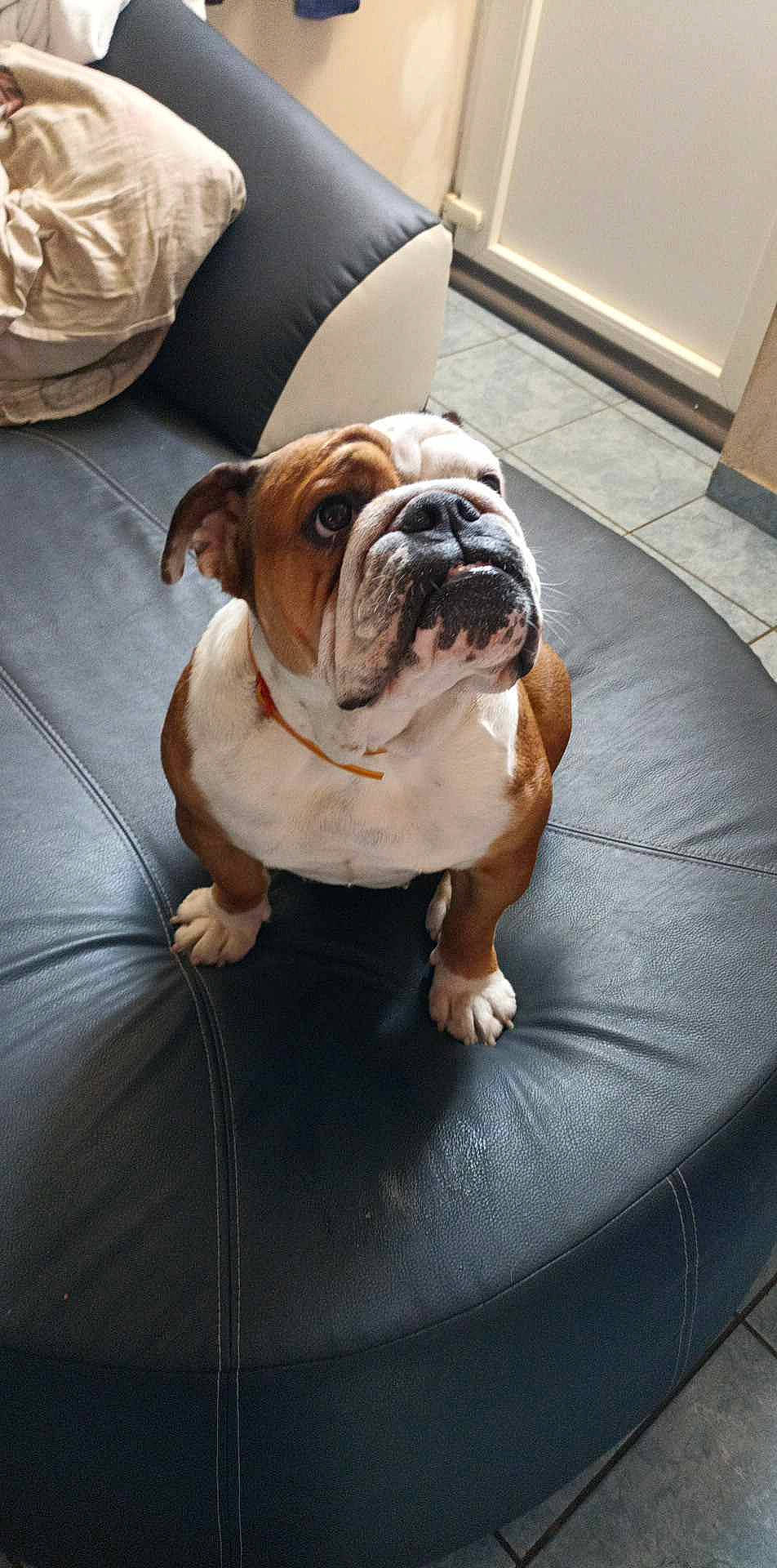 Maya a rejoint le concours — aidez-le/la à gagner de superbes lots ! bored, bulldog, canidae, carnivore, comfort, companion_dog, dog, dog_breed, fawn, floor, flooring, hardwood, non_sporting_group, snout, sporting_group, terrestrial_animal, white_english_bulldog, wood, working_animal, wrinkle