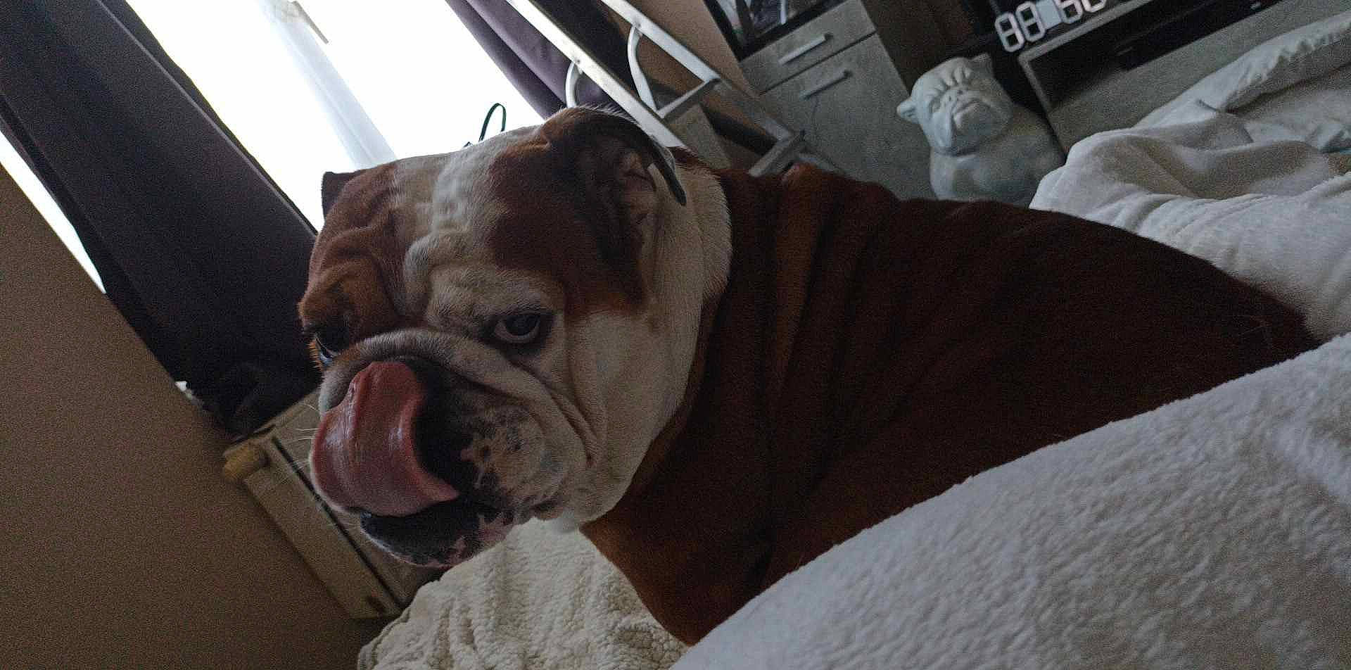 Maya a rejoint le concours — aidez-le/la à gagner de superbes lots ! bulldog, canidae, carnivore, comfort, companion_dog, dog, dog_breed, dog_supply, fawn, fur, molosser, pet_supply, snout, sporting_group, terrestrial_animal, toy_dog, whiskers, white_english_bulldog, working_animal, wrinkle