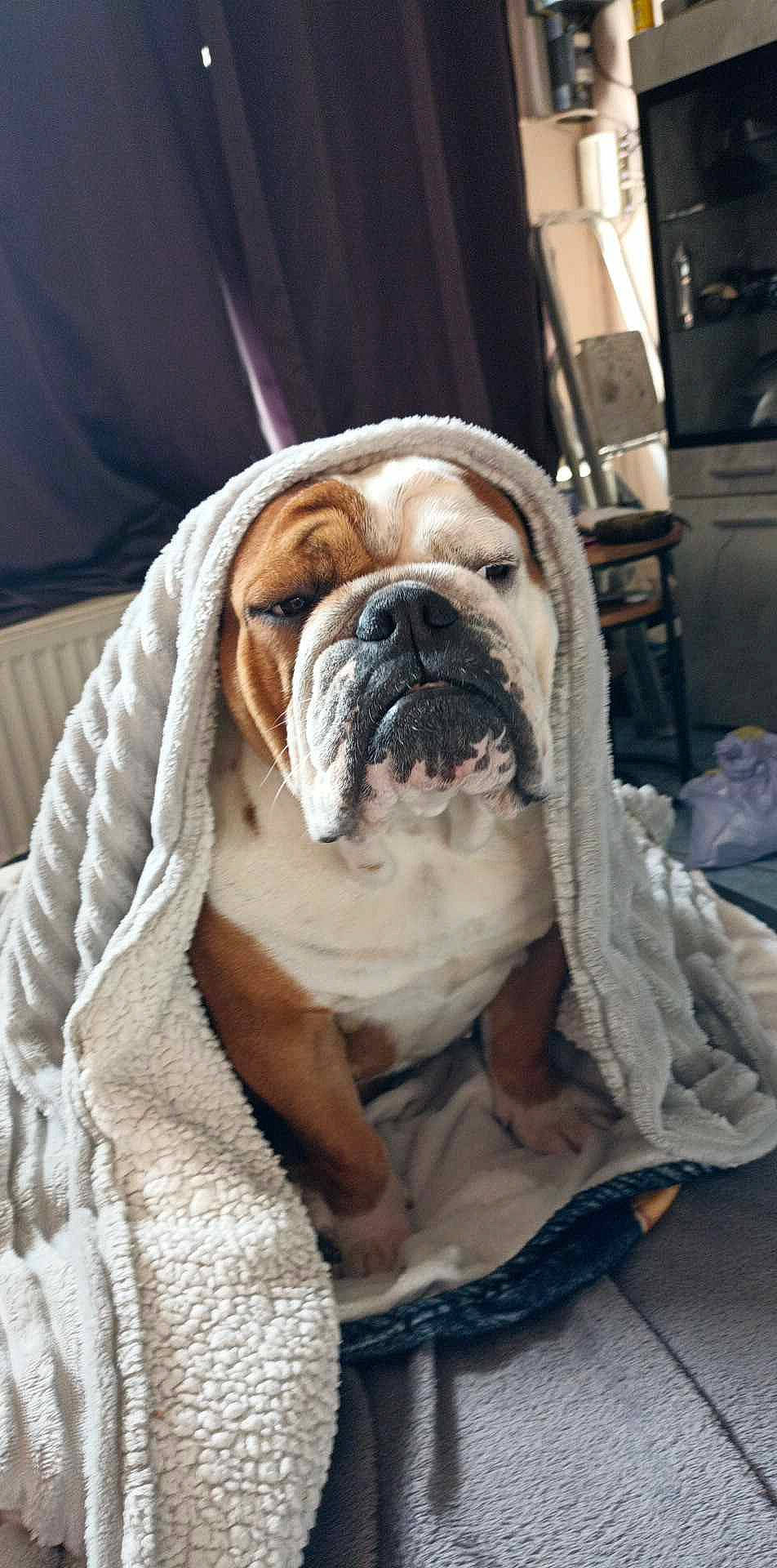 Maya participe au concours pour gagner de l'argent avec cette photo : biting, bulldog, canidae, carnivore, comfort, companion_dog, dog, dog_breed, dog_collar, fawn, fur, non_sporting_group, old_english_bulldog, snout, sporting_group, toy_dog, white_english_bulldog, working_animal, working_dog, wrinkle