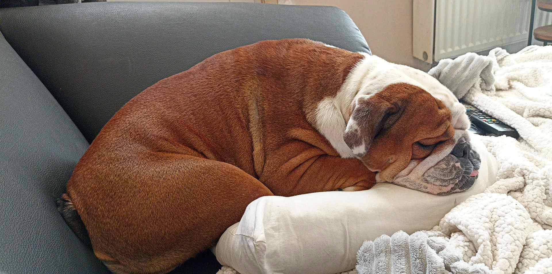 Maya a rejoint le concours — aidez-le/la à gagner de superbes lots ! bored, canidae, carnivore, collar, comfort, companion_dog, dog, dog_breed, dog_supply, fawn, linens, liver, nap, pet_supply, sleep, snout, sporting_group, white_english_bulldog, working_animal, wrinkle