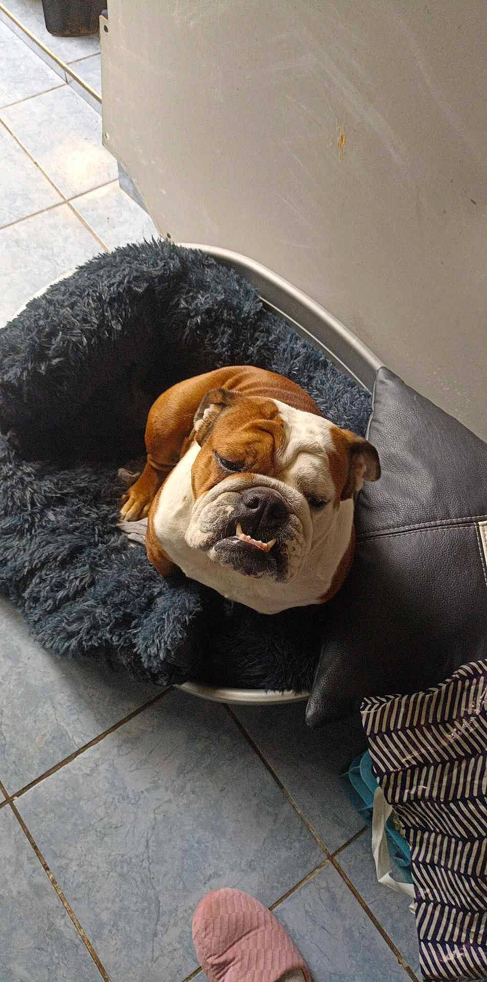 Maya participe au concours pour gagner de l'argent avec cette photo : bulldog, canidae, carnivore, comfort, companion_dog, dog, dog_breed, dog_supply, fawn, flooring, mammal, snout, sporting_group, tail, terrestrial_animal, vertebrate, whiskers, wood, working_animal, wrinkle