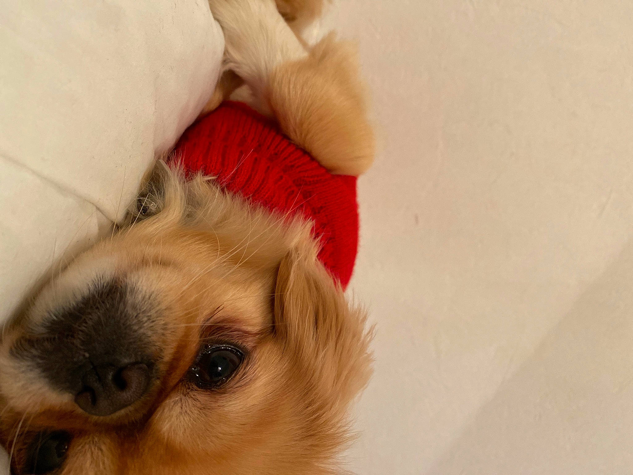 Nouna a rejoint le concours — aidez-le/la à gagner de superbes lots ! carnivore, comfort, companion_dog, dog, dog_breed, dog_supply, ear, fawn, foot, fur, human_leg, non_sporting_group, paw, puppy, puppy_love, tail, toy_dog, vertebrate, whiskers, working_animal