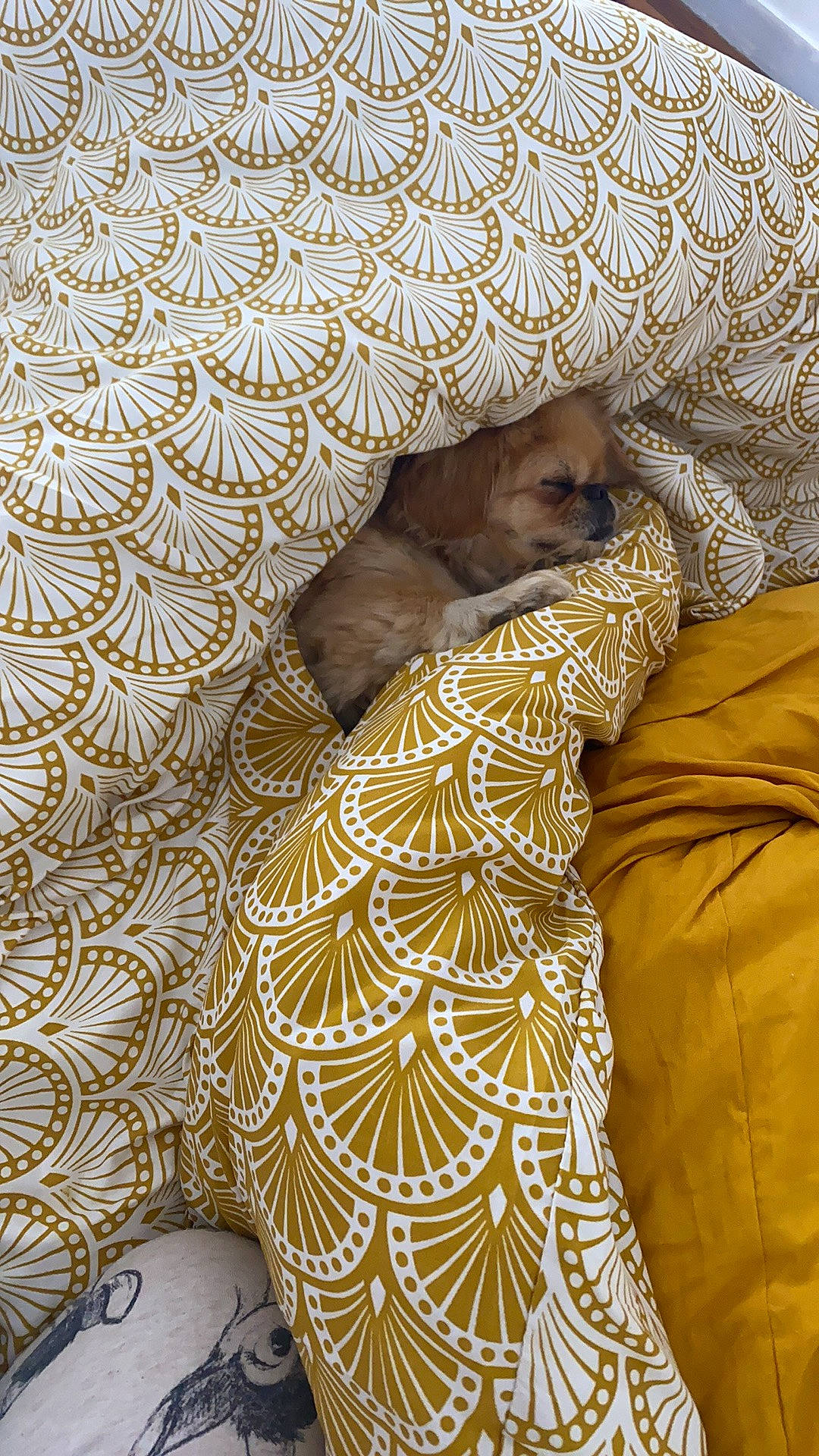 Nouna participe au concours pour gagner de l'argent avec cette photo : bed_sheet, bedding, beige, brown, carnivore, cat, comfort, companion_dog, fawn, felidae, flooring, fur, linens, pattern, room, small_to_medium_sized_cats, sporting_group, terrestrial_animal, textile, whiskers