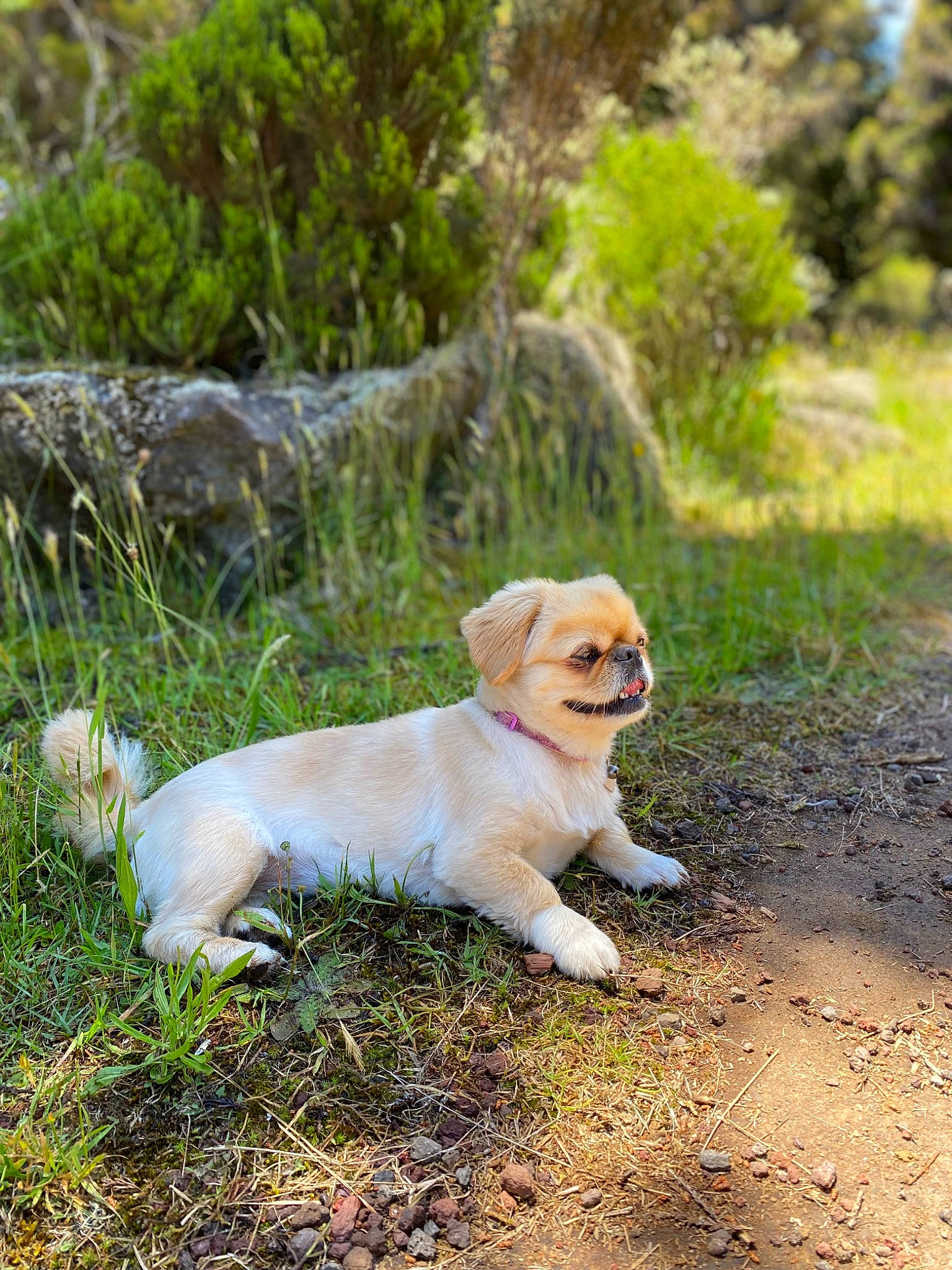 Nouna participe au concours pour gagner de l'argent avec cette photo : adventure, canidae, carnivore, companion_dog, dog, dog_breed, fawn, forest, grass, labrador_retriever, plant, retriever, snout, soil, sporting_group, tail, terrestrial_animal, tree, wood, working_animal