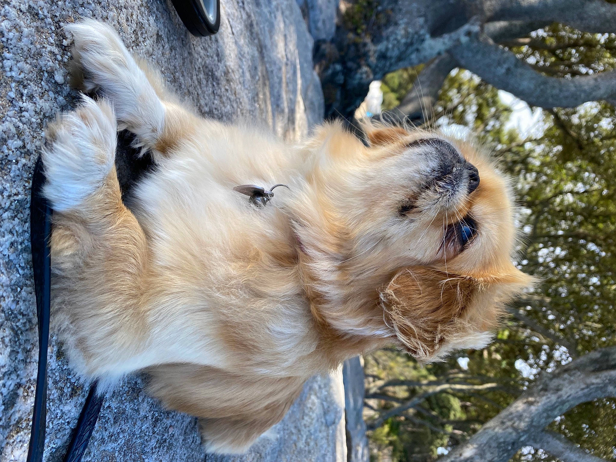 Nouna participe au concours pour gagner de l'argent avec cette photo : bird_of_prey, canidae, carnivore, collar, companion_dog, dog, dog_breed, fawn, felidae, fur, lion, mammal, retriever, sporting_group, tail, terrestrial_animal, tree, whiskers, wildlife, wing