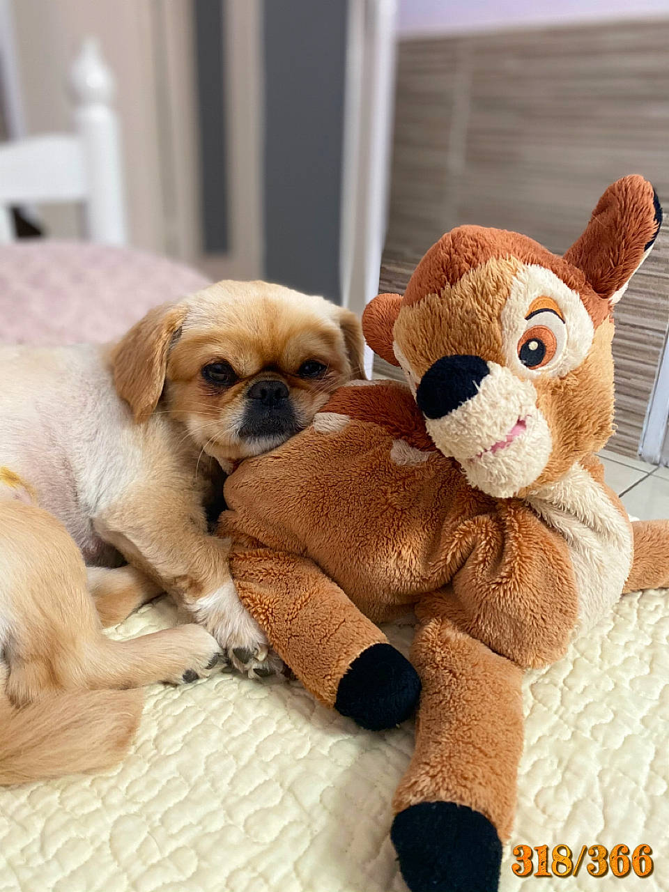 Nouna a rejoint le concours — aidez-le/la à gagner de superbes lots ! baby_toys, bed, carnivore, comfort, companion_dog, dog, dog_breed, dog_supply, fawn, fur, liver, paw, plush, snout, stuffed_toy, tail, terrestrial_animal, toy, wood, working_animal