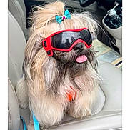 Dixi joined the competition — help win amazing prizes! dog, goggles, bow, car, car_seat, tongue_out, fluffy, pet, leash, cute, small_dog, fur, accessory, seat, vehicle_interior, animal, playful, adorable, sitting, portrait