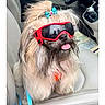 dog, goggles, bow, car, car_seat, tongue_out, fluffy, pet, leash, cute, small_dog, fur, accessory, seat, vehicle_interior, animal, playful, adorable, sitting, portrait