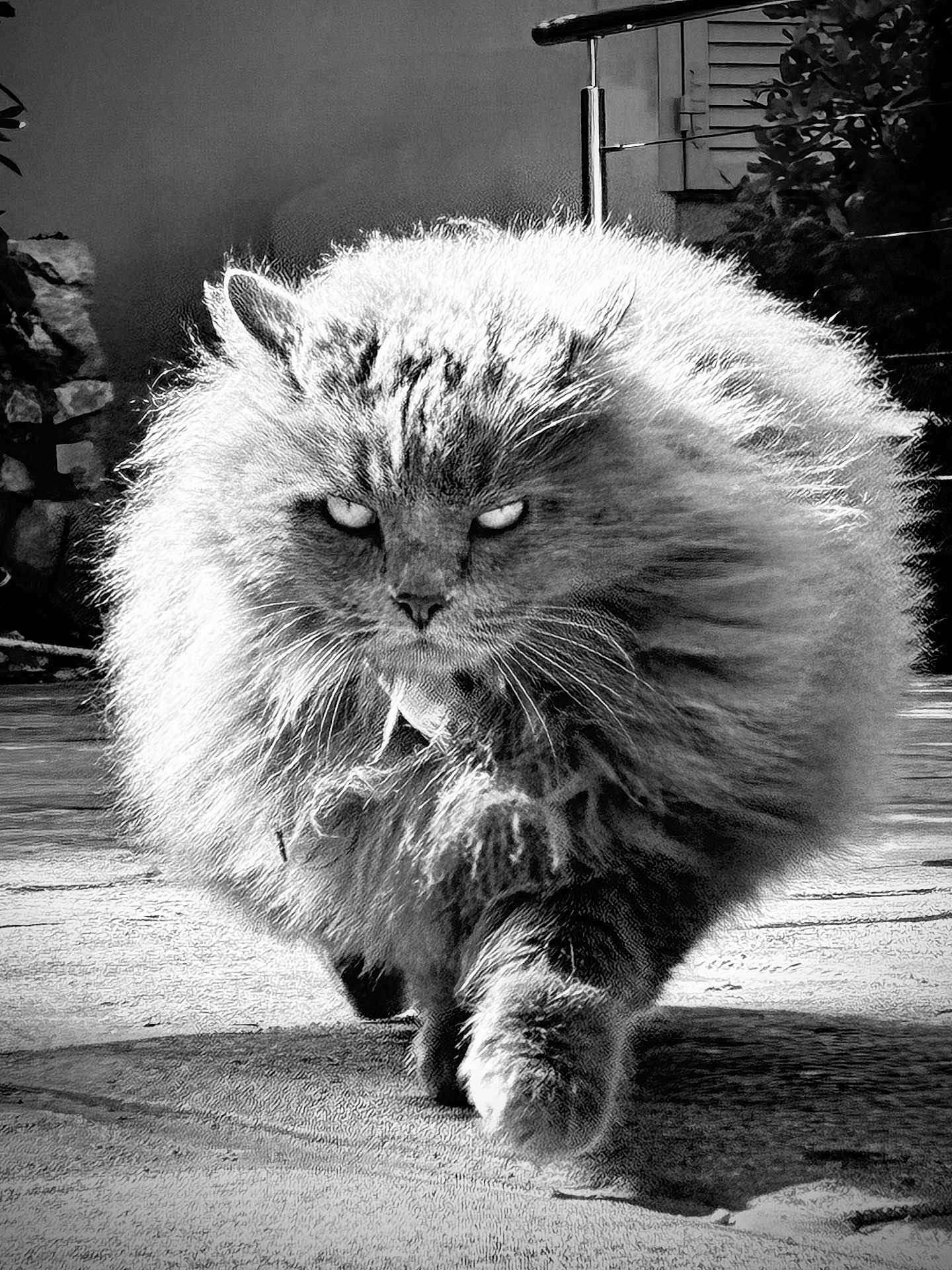 Plume participe au concours pour gagner de l'argent avec cette photo : cat, fluffy_cat, longhair, feline, walking, intense_gaze, whiskers, paw, fur, black_and_white, portrait, close_up, outdoor, pavement, shadow, grumpy, majestic, strutting, backyard, eyes