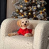 armchair, celebration, christmas_tree, cozy, curly_fur, decor, dog, festive, golden_balls, holiday_decoration, indoor, ornaments, pet, red_sweater, relaxed, seasonal, small_dog, warm_lighting, white_balls, white_chair