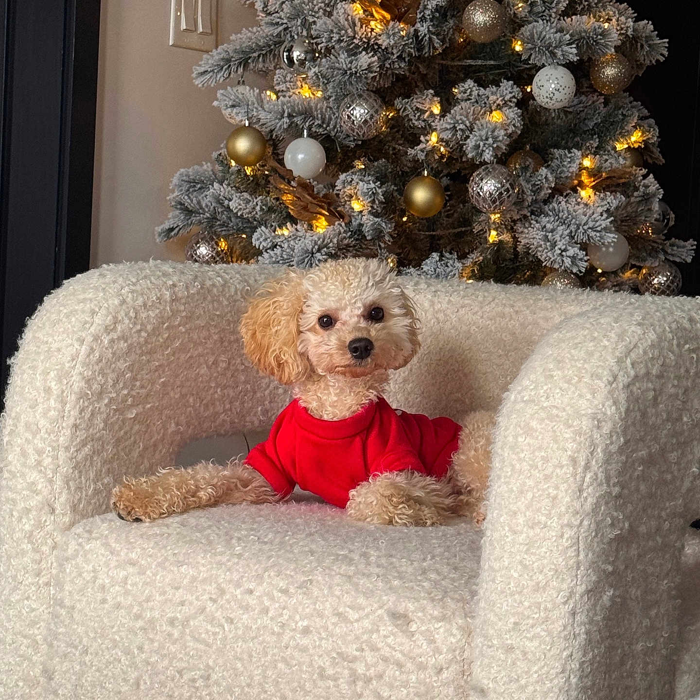 Dash joined the competition — help win amazing prizes! armchair, celebration, christmas_tree, cozy, curly_fur, decor, dog, festive, golden_balls, holiday_decoration, indoor, ornaments, pet, red_sweater, relaxed, seasonal, small_dog, warm_lighting, white_balls, white_chair
