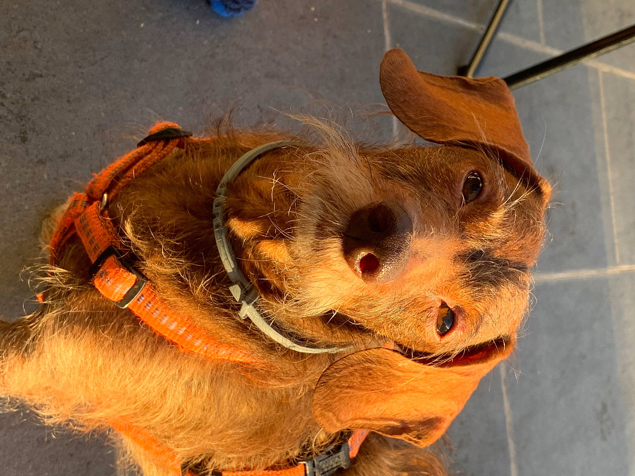 Harry participe au concours pour gagner de l'argent avec cette photo : canidae, carnivore, collar, companion_dog, dog, dog_breed, fashion_accessory, fawn, fur, hat, head, leash, liver, mammal, personal_protective_equipment, pet_supply, snout, sporting_group, whiskers, working_animal