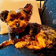 Virgule a rejoint le concours — aidez-le/la à gagner de superbes lots ! dog, small_dog, puppy, pet, fur, collar, id_tag, couch, cushion, pillow, living_room, indoor, looking_at_camera, ears_perked, brown_fur, black_fur, patterned_blanket, curtain, side_table, cozy