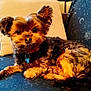 dog, small_dog, puppy, pet, fur, collar, id_tag, couch, cushion, pillow, living_room, indoor, looking_at_camera, ears_perked, brown_fur, black_fur, patterned_blanket, curtain, side_table, cozy