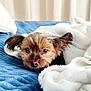 dog, small_dog, yorkshire_terrier, pet, bedroom, bed, blanket, pillow, cozy, sleepy, fur, ears, nose, closeup, resting, domestic_animal, home_interior, textile, soft, portrait