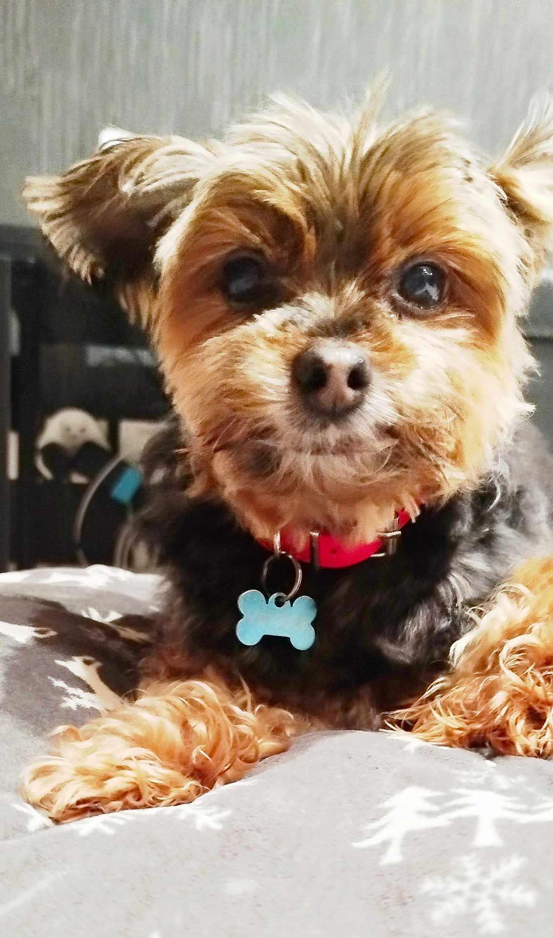 Virgule participe au concours pour gagner de l'argent avec cette photo : dog, pet, small_dog, yorkshire_terrier, close_up, portrait, collar, tag, bone_tag, bed, blanket, cute, furry, eyes, nose, paws, indoor, cozy, whiskers, domestic