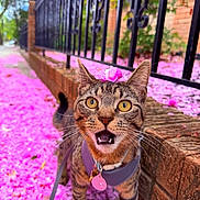 Mauro joined the competition — help win amazing prizes! cat, tabby_cat, flower_petals, pink_flowers, sidewalk, brick_wall, fence, harness, leash, outdoor, close_up, pet, animal, whiskers, curious, wide_eyes, flower_on_head, nature, street, spring