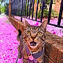 cat, tabby_cat, flower_petals, pink_flowers, sidewalk, brick_wall, fence, harness, leash, outdoor, close_up, pet, animal, whiskers, curious, wide_eyes, flower_on_head, nature, street, spring