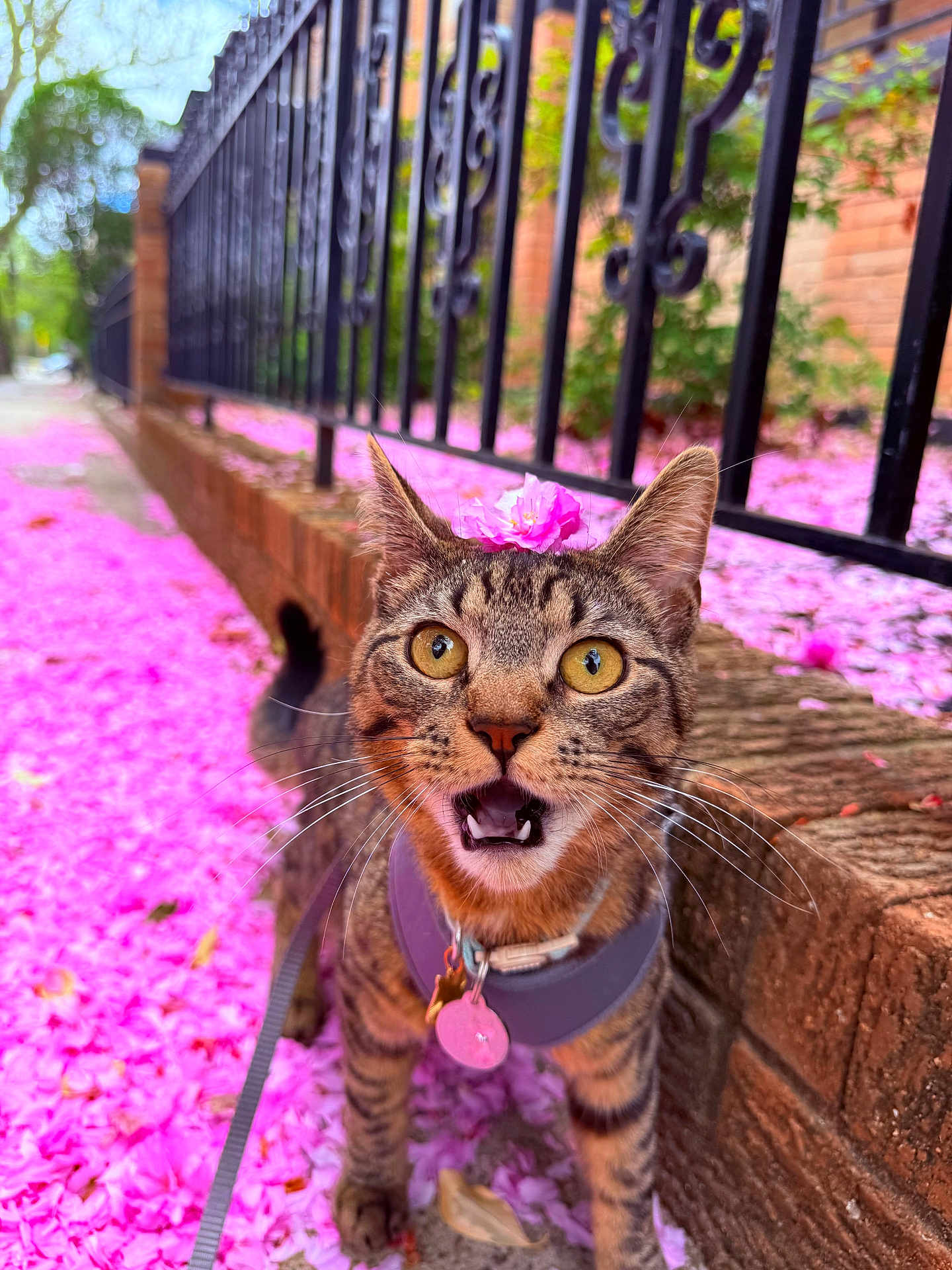 Mauro joined the competition — help win amazing prizes! cat, tabby_cat, flower_petals, pink_flowers, sidewalk, brick_wall, fence, harness, leash, outdoor, close_up, pet, animal, whiskers, curious, wide_eyes, flower_on_head, nature, street, spring