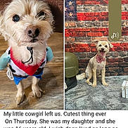 Lilly joined the competition — help win amazing prizes! american_flag, brick_wall, carpet, comment, cowgirl_costume, dog, facebook_post, floor, furniture, indoor, loss, memorial, pet, portrait, reaction, red_bandana, sadness, small_dog, social_media, text