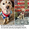 american_flag, brick_wall, carpet, comment, cowgirl_costume, dog, facebook_post, floor, furniture, indoor, loss, memorial, pet, portrait, reaction, red_bandana, sadness, small_dog, social_media, text