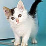kitten, cat, white_fur, black_tail, curious, animal, pet, feline, young, cute, indoor, standing, small, ears, whiskers, eyes, playful, fur, adorable, looking
