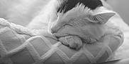 Nuts a rejoint le concours — aidez-le/la à gagner de superbes lots ! cat, sleeping, pet, bed, cozy, rest, feline, closeup, indoor, peaceful, soft, whiskers, paw, fur, black_and_white, quiet, comfort, animal, relaxation, nap