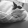 cat, sleeping, pet, bed, cozy, rest, feline, closeup, indoor, peaceful, soft, whiskers, paw, fur, black_and_white, quiet, comfort, animal, relaxation, nap