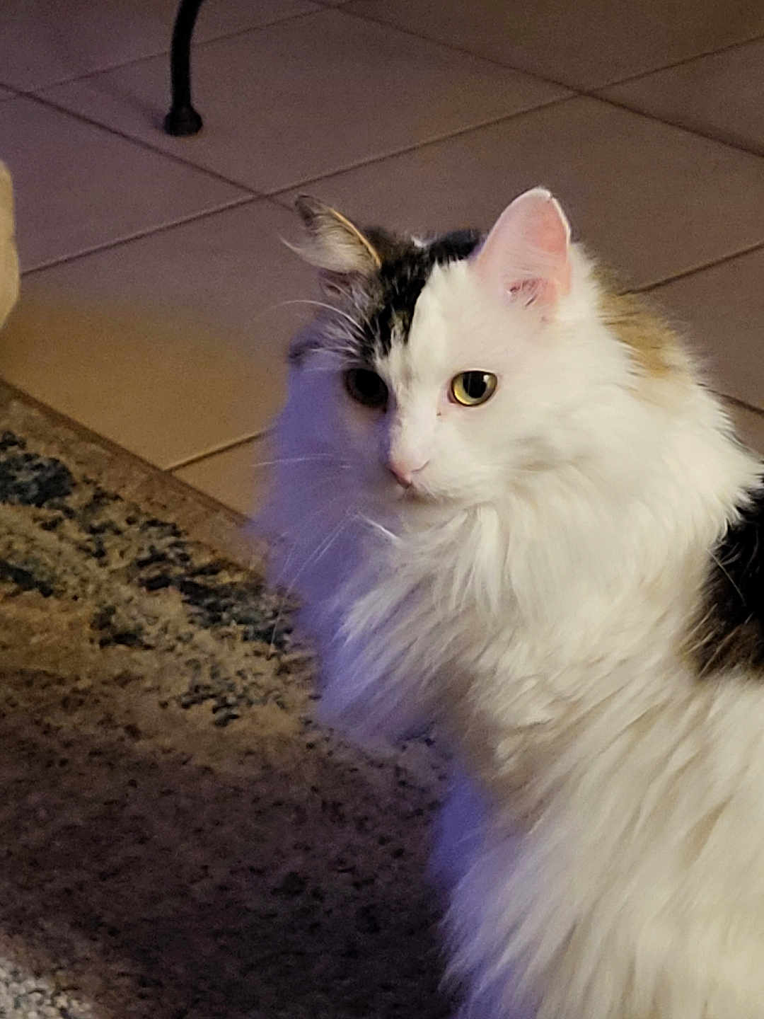 Nuts participe au concours pour gagner de l'argent avec cette photo : cat, fluffy, white, black, indoor, curious, pet, feline, animal, fur, floor, rug, tile, whiskers, ear, closeup, portrait, domestic, quiet, soft