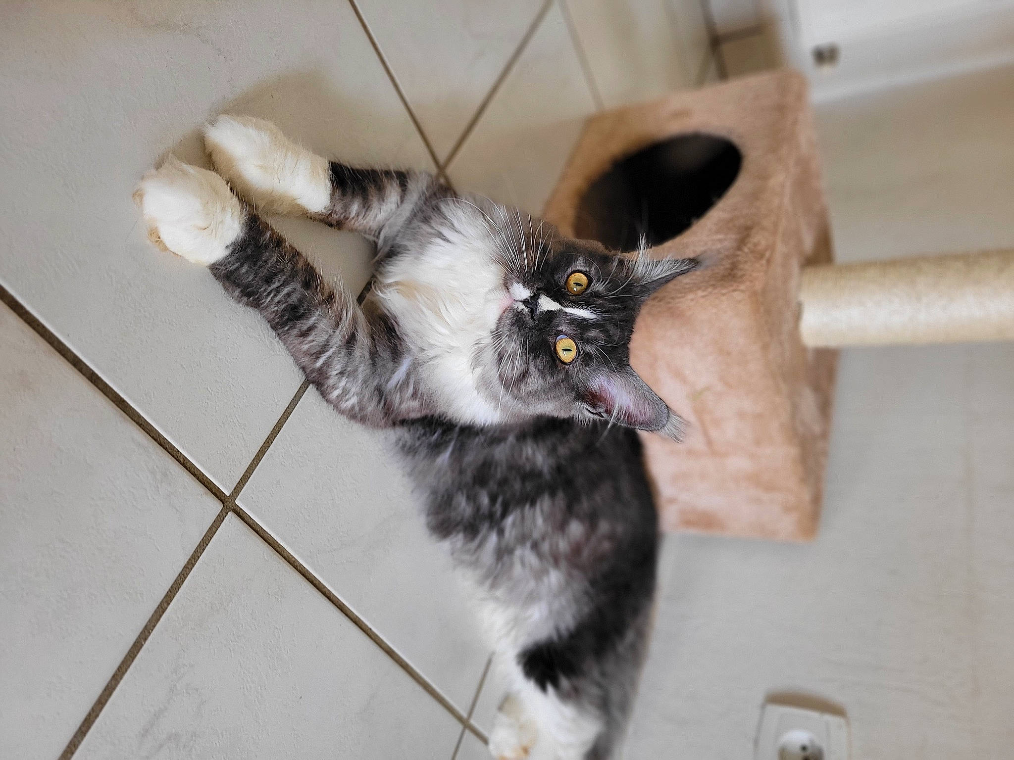 Sparrow a rejoint le concours — aidez-le/la à gagner de superbes lots ! animal_shelter, black_cat, canidae, carnivore, cat, claw, dog_breed, domestic_short_haired_cat, felidae, floor, flooring, fur, grey, hardwood, paw, small_to_medium_sized_cats, sporting_group, tail, whiskers, wood