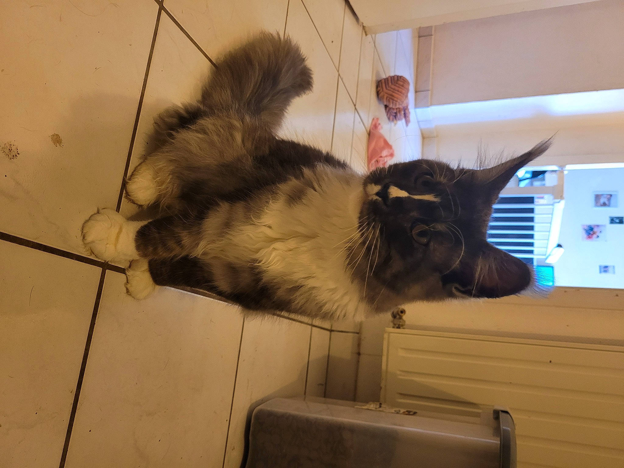 Sparrow a rejoint le concours — aidez-le/la à gagner de superbes lots ! carnivore, cat, claw, comfort, display_device, domestic_short_haired_cat, fawn, felidae, flooring, fur, laptop, office_supplies, paw, small_to_medium_sized_cats, snout, tail, whiskers, wood