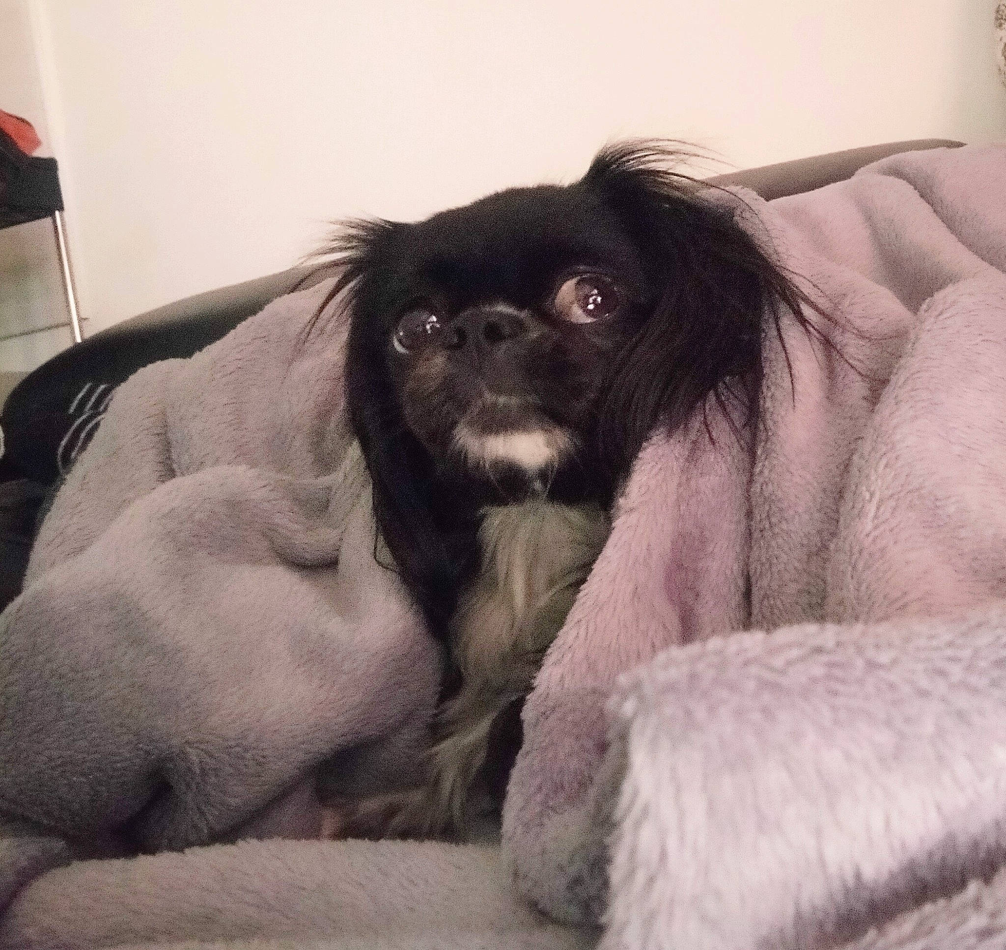 Selfie a rejoint le concours — aidez-le/la à gagner de superbes lots ! carnivore, comfort, companion_dog, dog, dog_breed, dog_supply, fawn, flesh, foot, fur, japanese_chin, lamp, liver, pekingese, snout, sporting_group, tibetan_spaniel, toy_dog, whiskers, working_animal