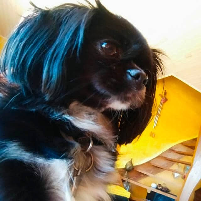 Selfie participe au concours pour gagner de l'argent avec cette photo : black_hair, carnivore, companion_dog, dog, dog_breed, dog_supply, electric_blue, eye, fawn, fur, head, iris, liver, long_hair, pet_supply, snout, sporting_group, toy_dog, whiskers, working_animal