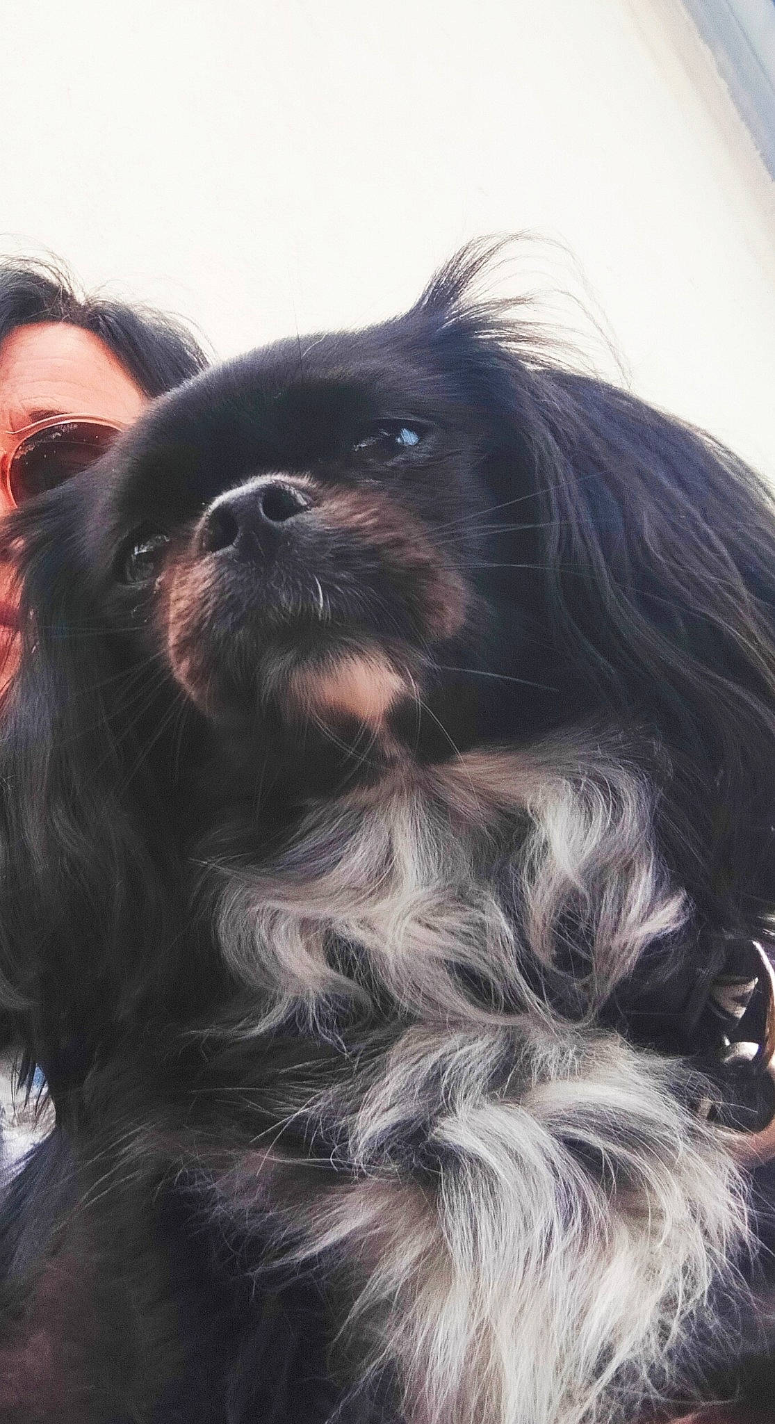 Selfie participe au concours pour gagner de l'argent avec cette photo : canidae, carnivore, close_up, companion_dog, dog, dog_breed, fawn, fur, liver, puppy, sky, snout, sporting_group, terrestrial_animal, toy_dog, whiskers, working_animal